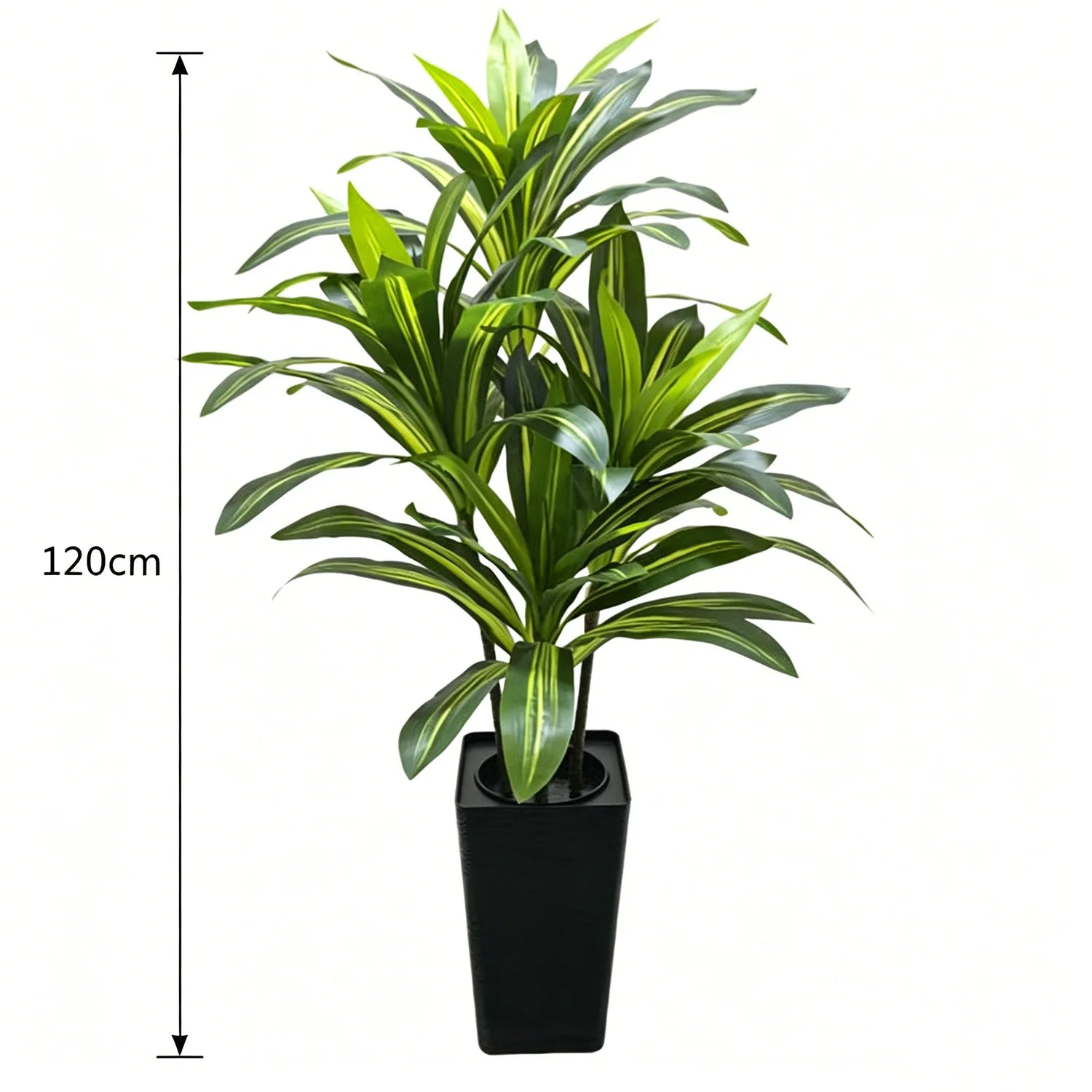 Potted plant with dimensions indicated on a white background